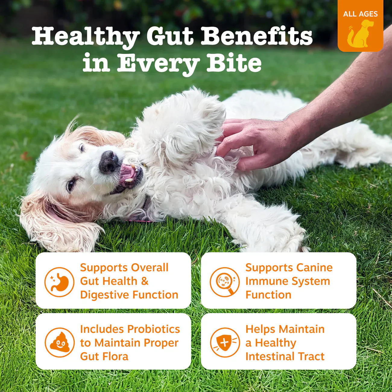 PawJourney® Probiotic Bites for Dogs and Cats (Digestive Enzymes for Gut Flora, Digestive Health, Diarrhea & Bowel Support, Pet Immune System - Clinically Studied DE111 - Chicken Flavor)