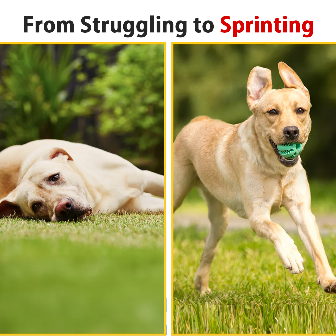 PawJourneyยฎ Purified ๐๐ฒ๐ฒ ๐ฉ๐ฒ๐ป๐ผ๐บ Peptide Power for Pets ๐๐จ๐ข๐ง๐ญ ๐๐ฎ๐ฉ๐ฉ๐จ๐ซ๐ญ โ๏ธ