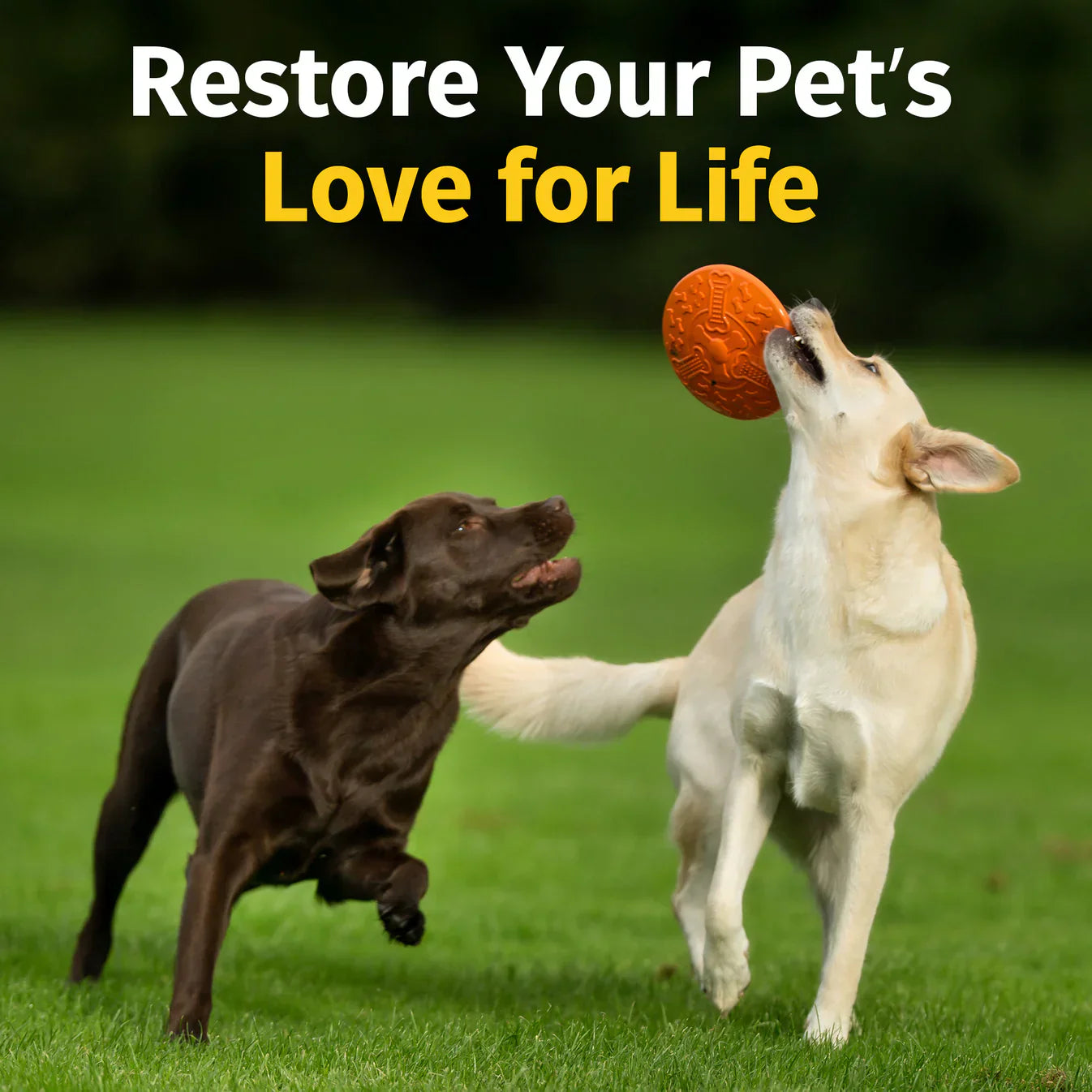 PawJourneyยฎ Purified ๐๐ฒ๐ฒ ๐ฉ๐ฒ๐ป๐ผ๐บ Peptide Power for Pets ๐๐จ๐ข๐ง๐ญ ๐๐ฎ๐ฉ๐ฉ๐จ๐ซ๐ญ โ๏ธ