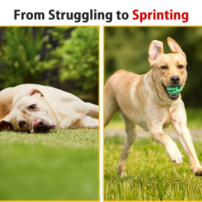 PawJourney® Purified 𝗕𝗲𝗲 𝗩𝗲𝗻𝗼𝗺 Peptide Power for Pets 𝐉𝐨𝐢𝐧𝐭 𝐒𝐮𝐩𝐩𝐨𝐫𝐭 ⛑️